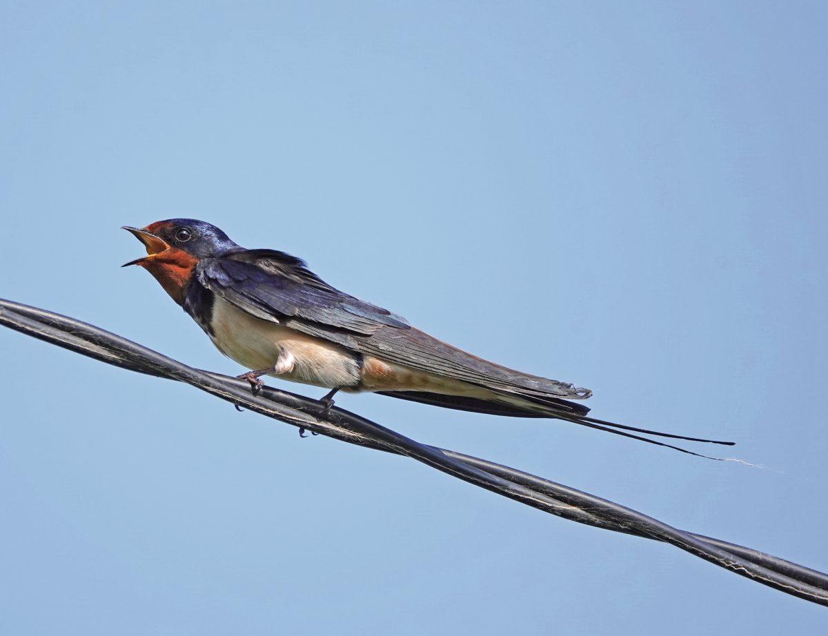 RAUCHSCHWALBE (Hirundo rustica)