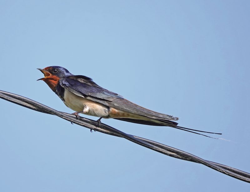 RAUCHSCHWALBE (Hirundo rustica)