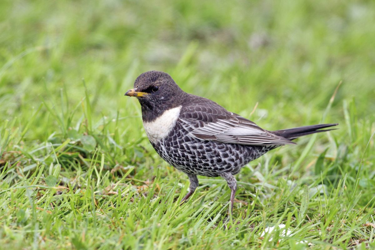 RINGDROSSEL (Turdus torquatus)