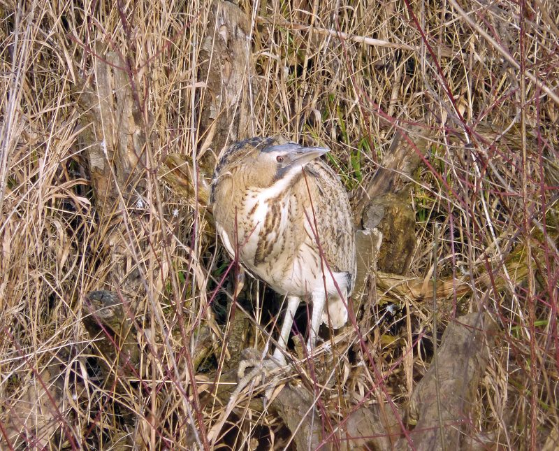 Rohrdommel (Botaurus stellaris)