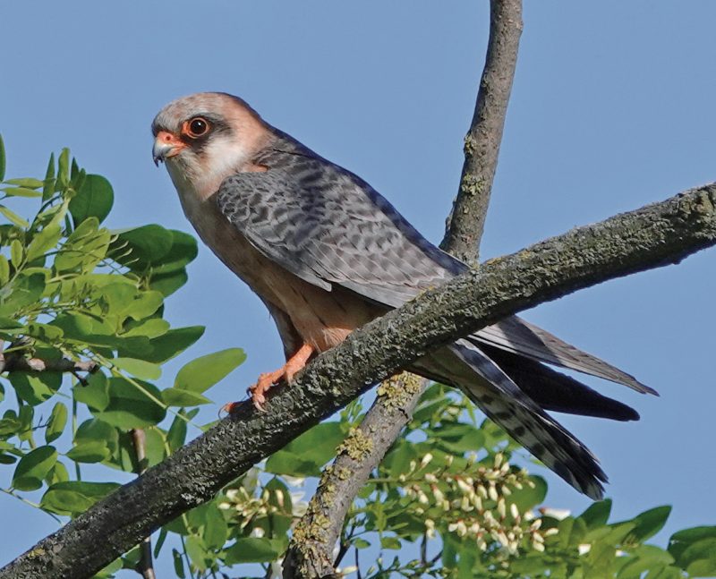 ROTFUSSFALKE (Falco vespertinus)