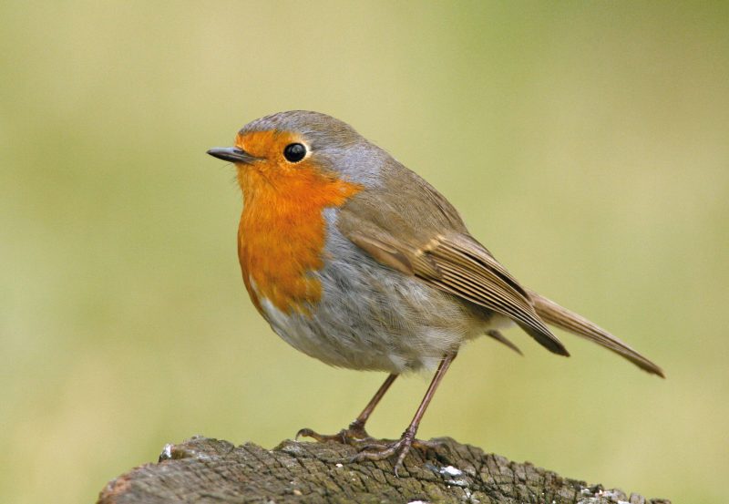 ROTKEHLCHEN (Erithacus rubecula)