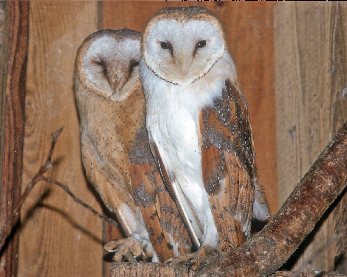 SCHLEIEREULE (Tyto alba)