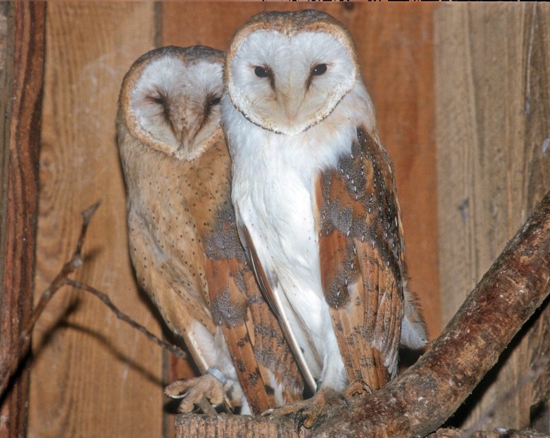 SCHLEIEREULE (Tyto alba)