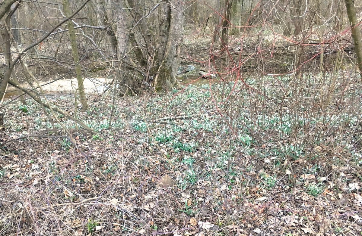 Schneeglöckchen im Au-Wald