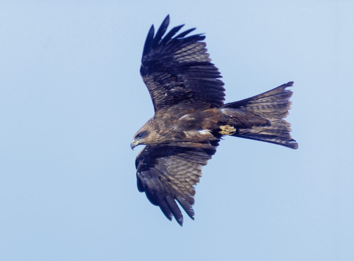 Schwarzmilan (Milvus migrans)