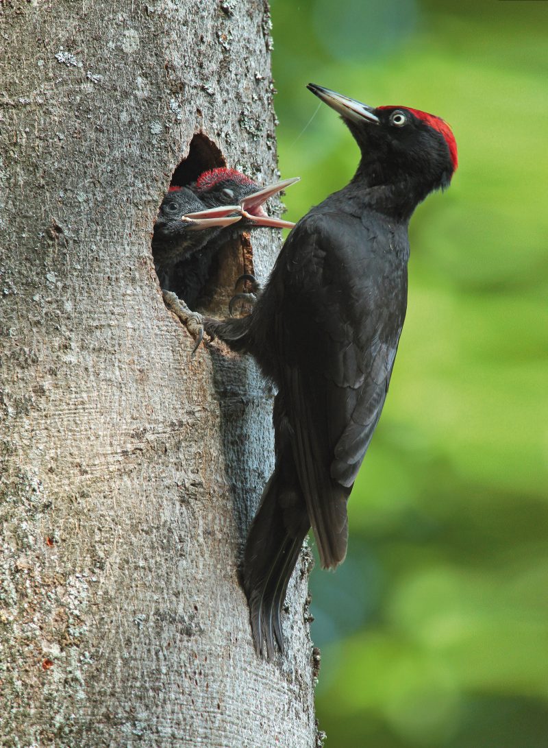 SCHWARZSPECHT (Dryocopus martius)