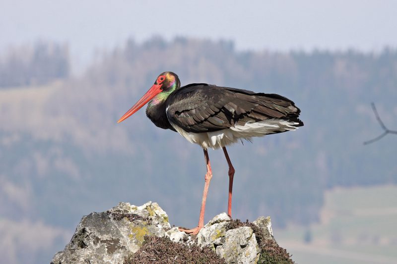 Schwarzstorch (Ciconia nigra)