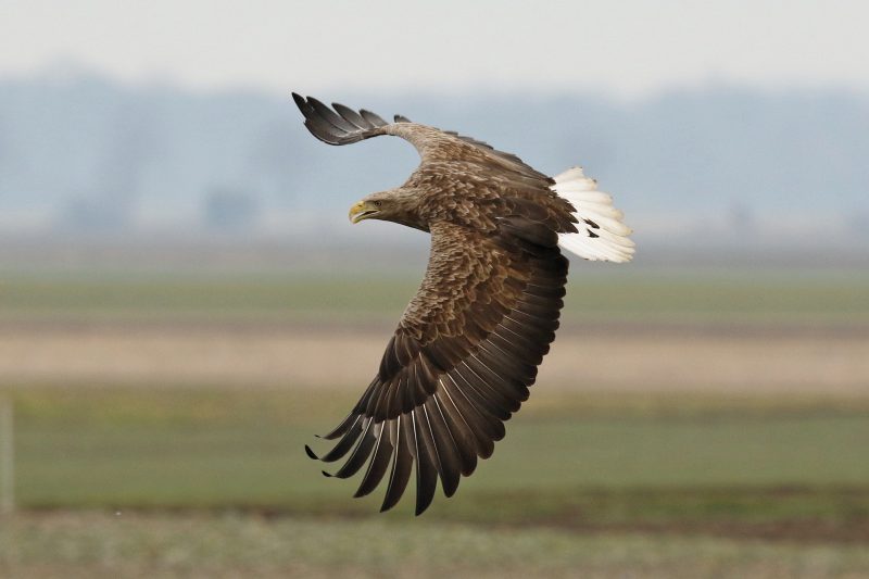 Seeadler