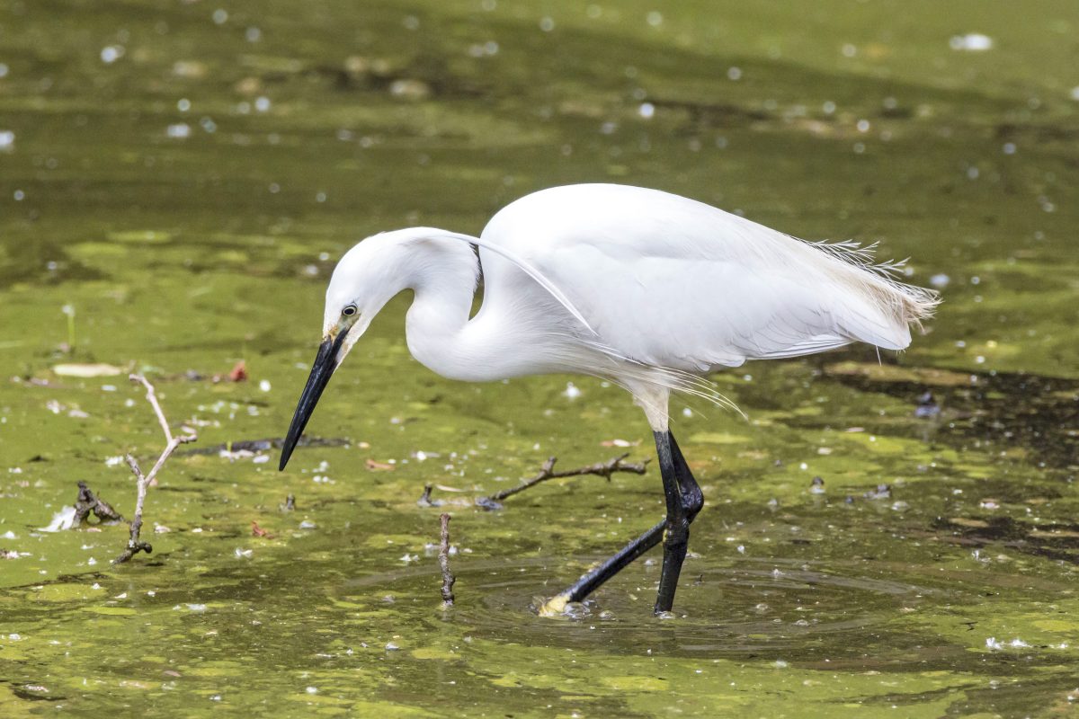 Seidenreiher (Egretta garzetta)
