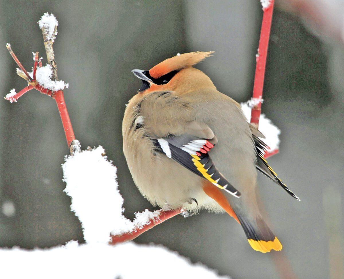 SEIDENSCHWANZ (Bombycilla garrulus)