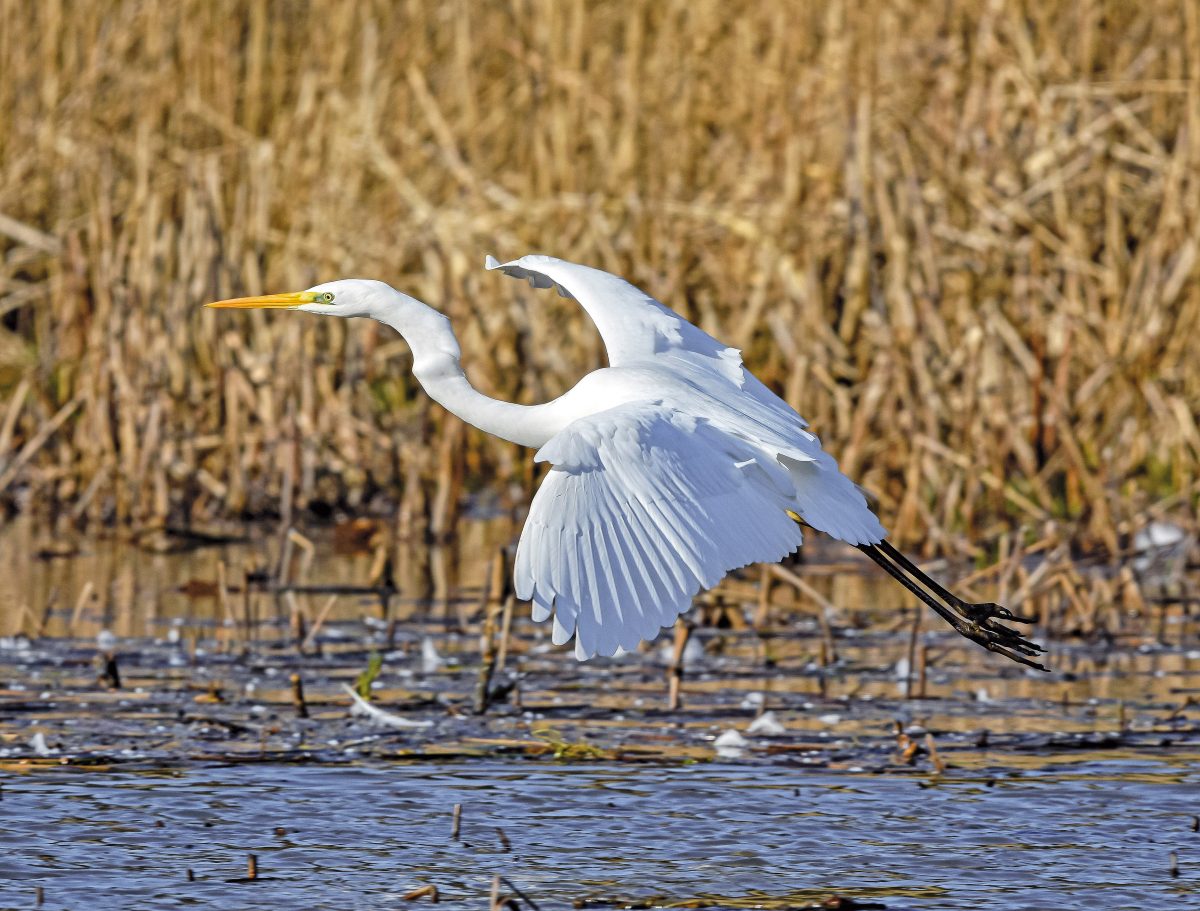 Silberreiher (Egretta alba)