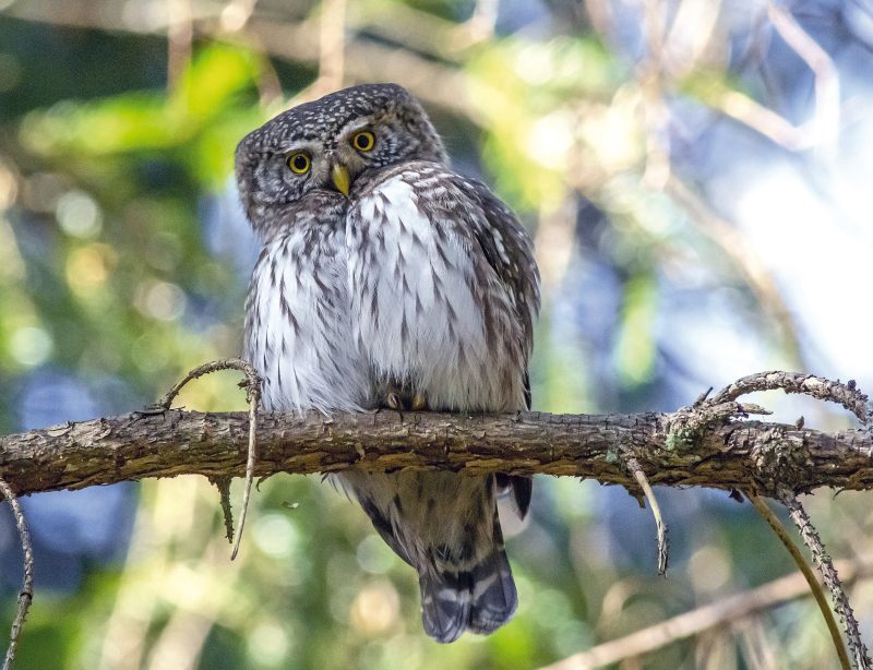 SPERLINGSKAUZ (Glaucidium passerinum)