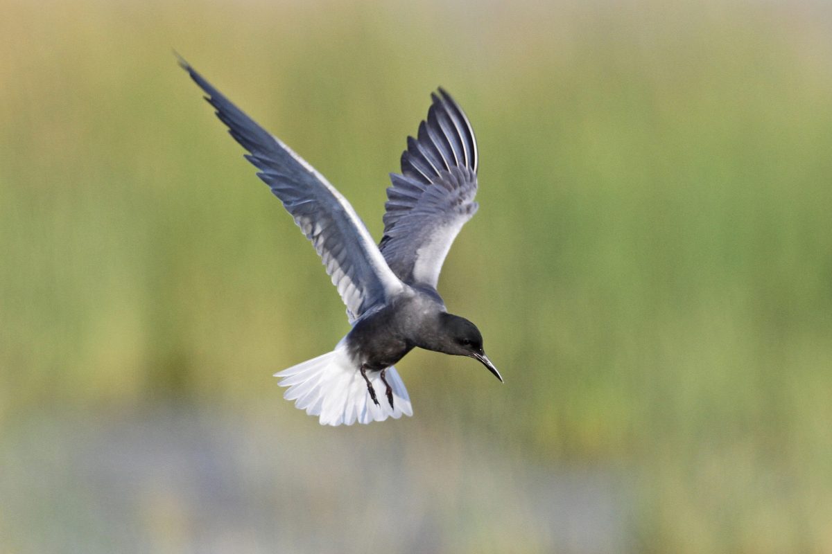 TRAUERSEESCHWALBE (Chlidonias niger)