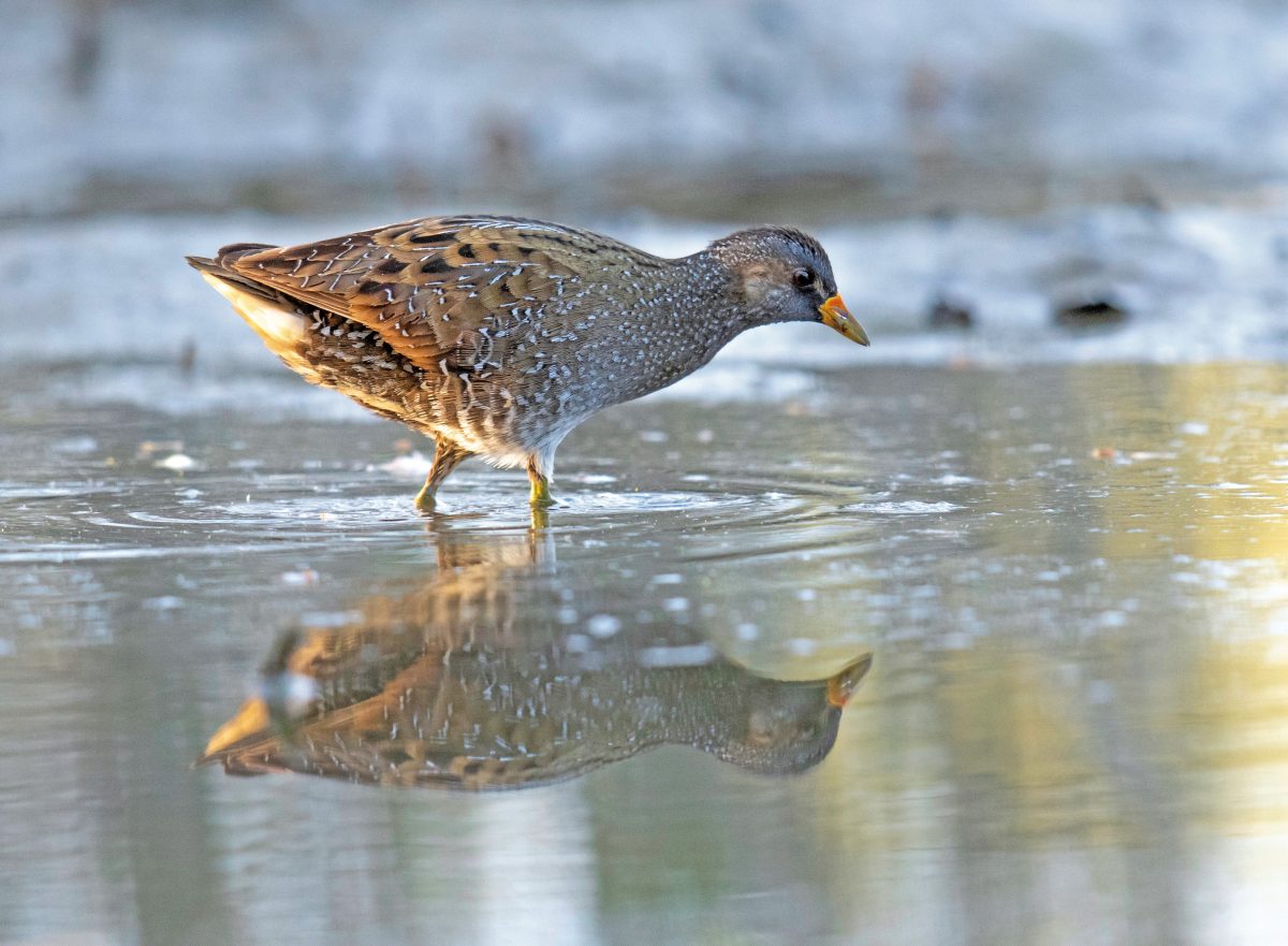 TÜPFELSUMPFHUHN (Porzana porzana)
