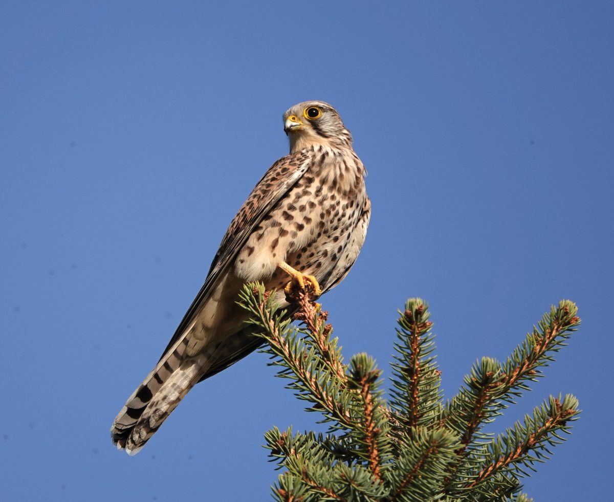 TURMFALKE (Falco tinnunculus)
