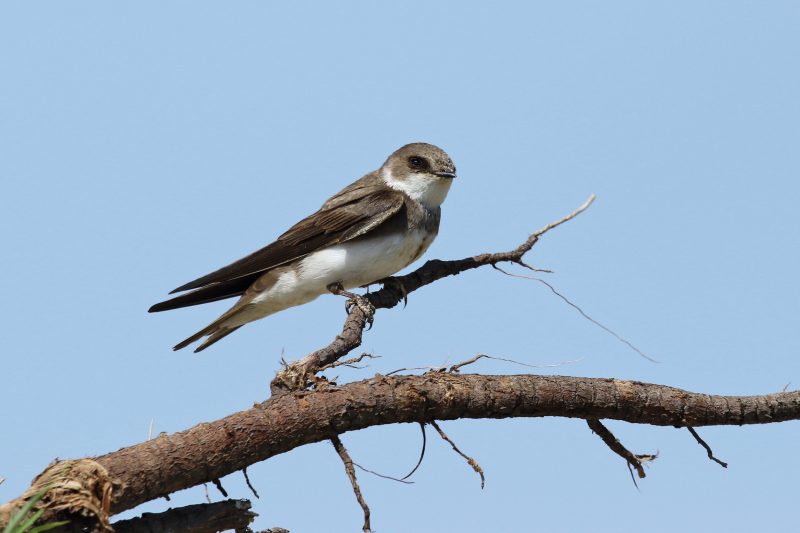UFERSCHWALBE (Riparia riparia)