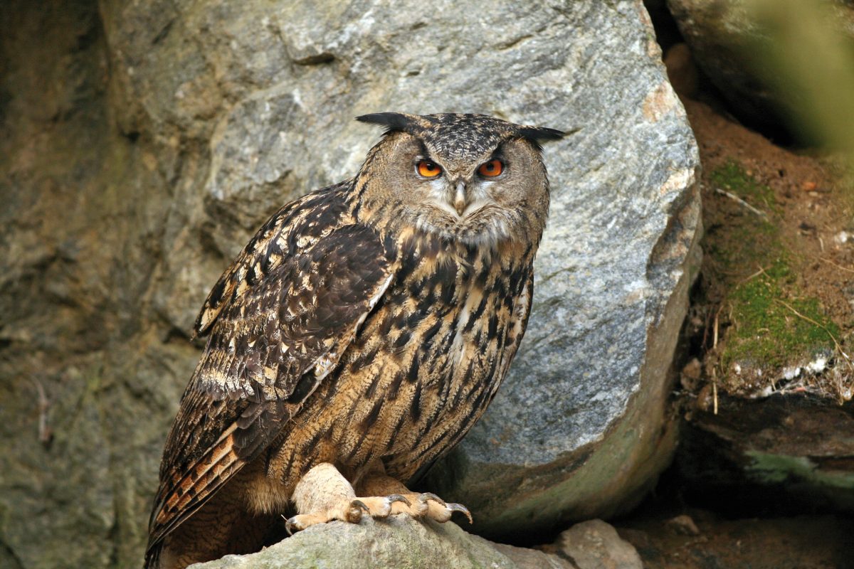 UHU (Bubo bubo)