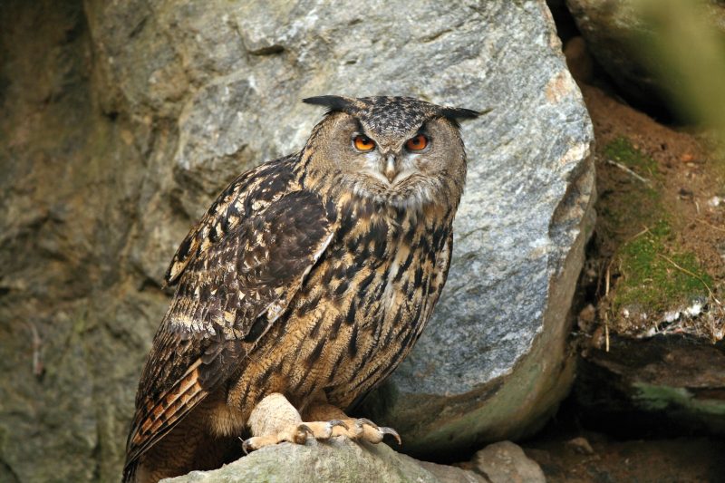 UHU (Bubo bubo)