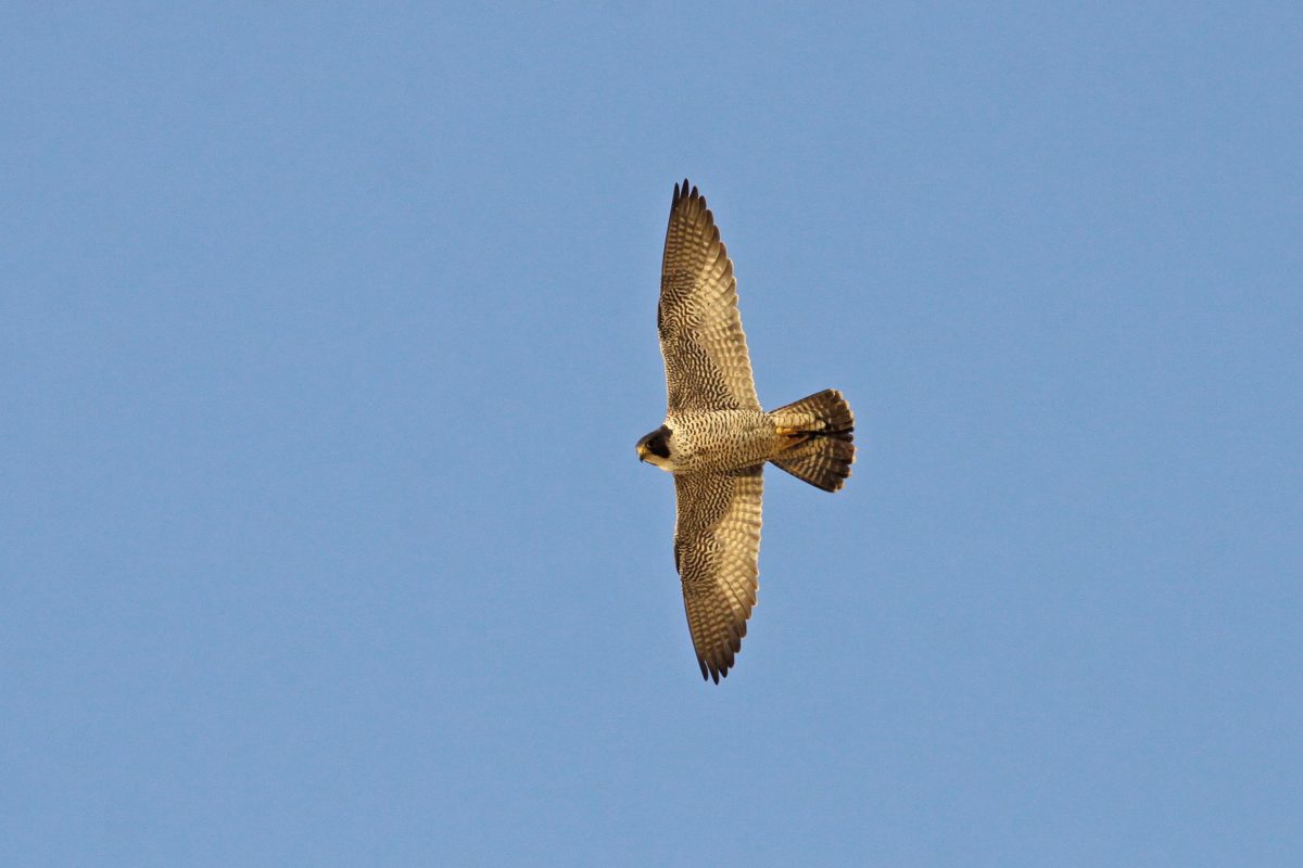 WANDERFALKE (Falco peregrinus)