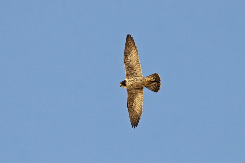 WANDERFALKE (Falco peregrinus)