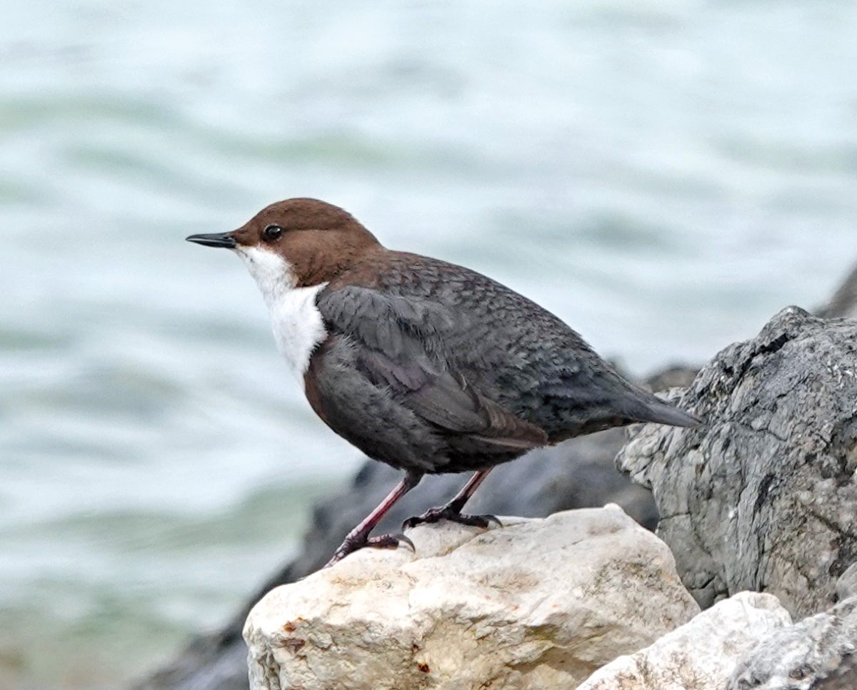WASSERAMSEL (Cinclus cinclus)