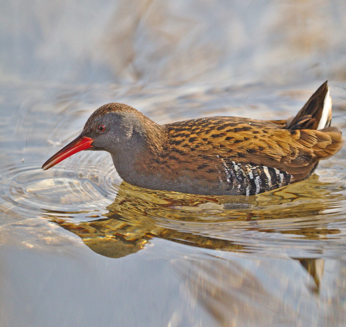 WASSERRALLE (Rallus aquaticus)