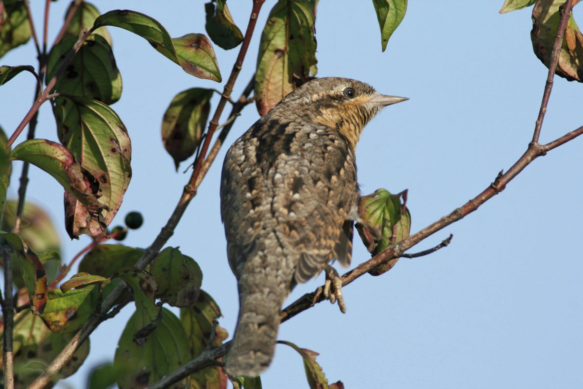 WENDEHALS (Jynx torquilla)