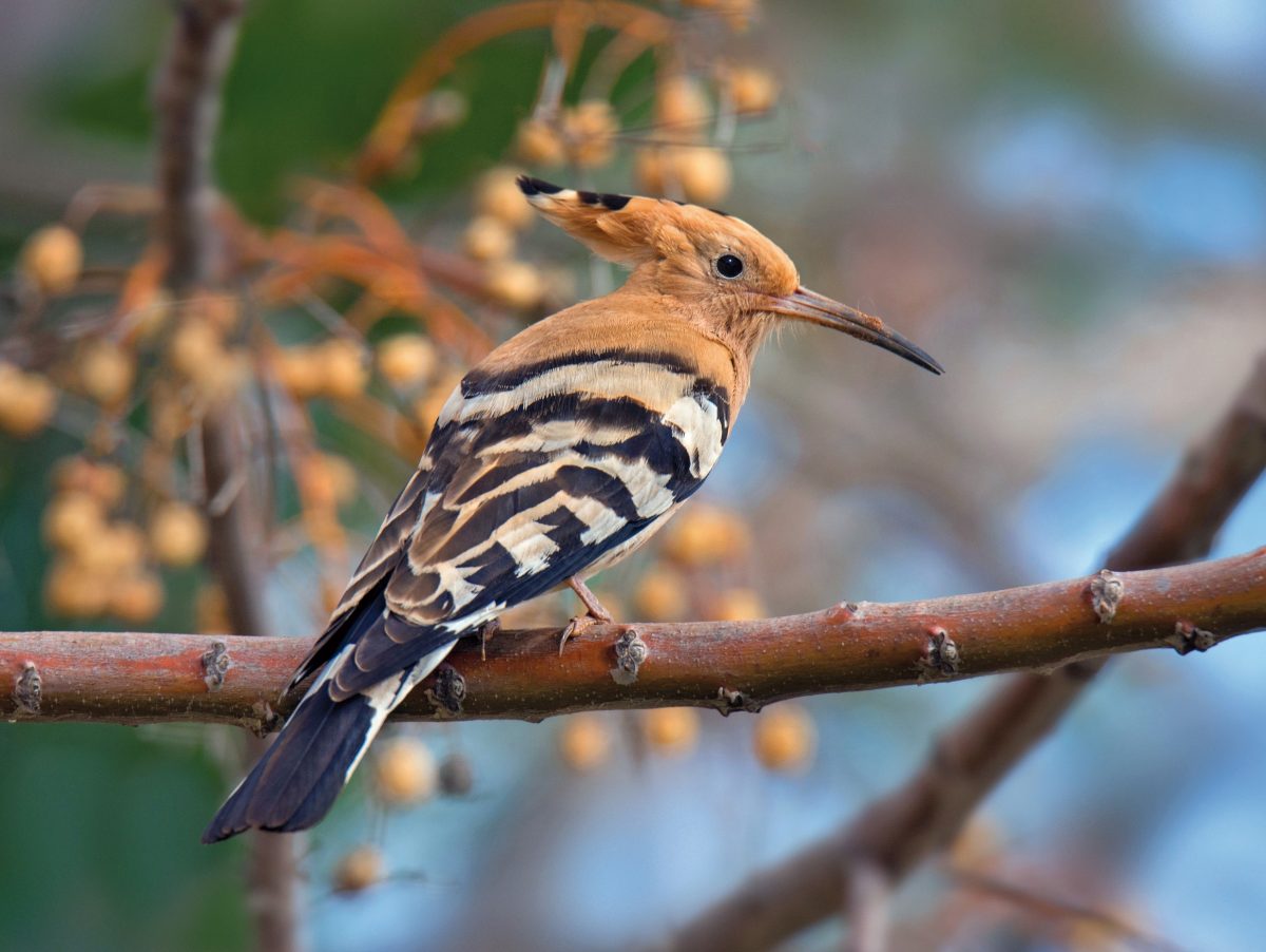 WIEDEHOPF (Upupa epops)