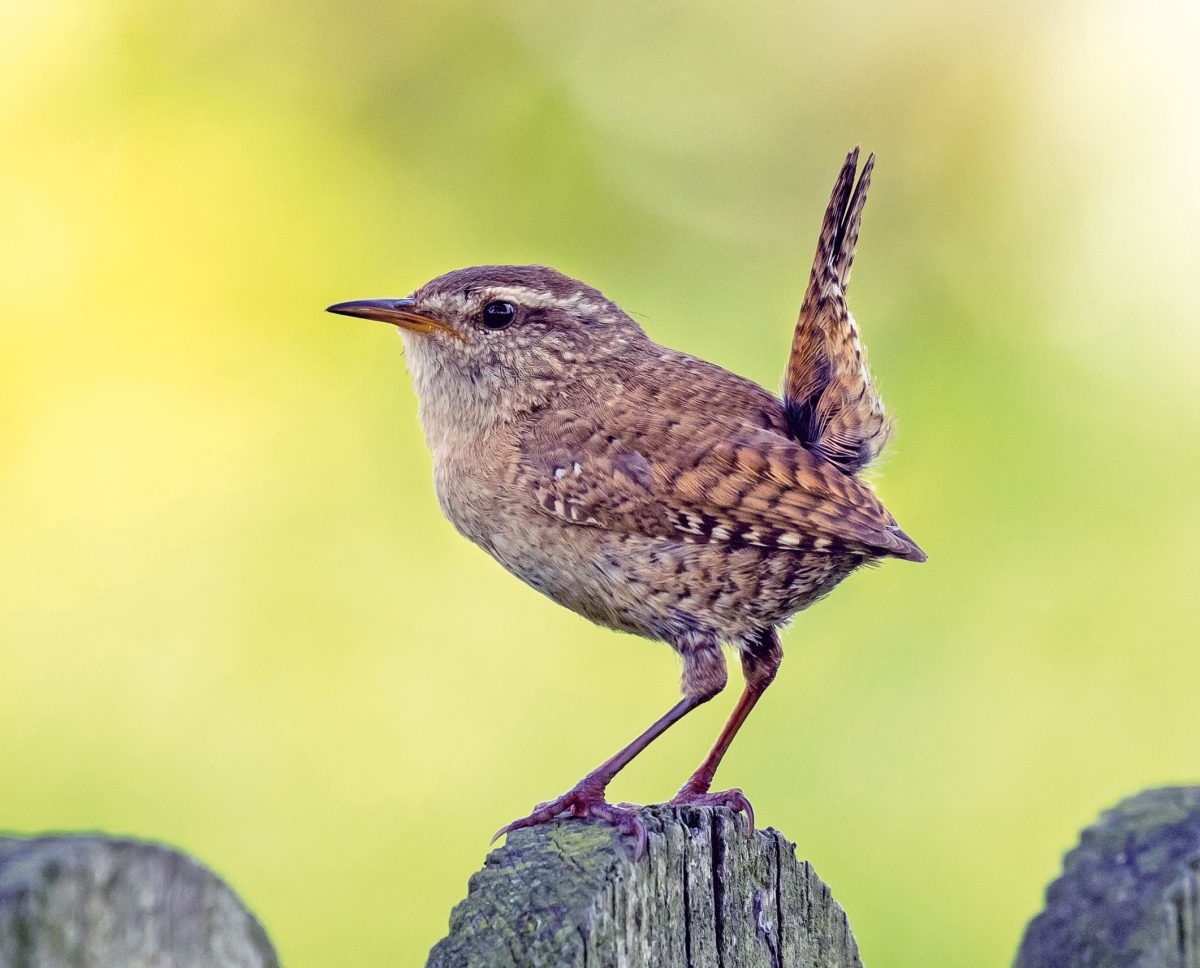 ZAUNKÖNIG (Troglodytes troglodytes)