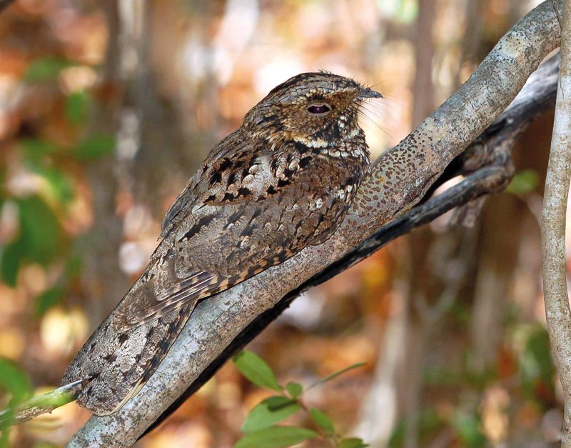 Ziegenmelker (Caprimulgus europaeus)