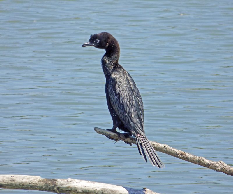 Zwergscharbe (Microcarbo pymeus)